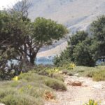 Hersonissos: South Eastern Crete & Sarakinas Gorge Day Tour - The Practical Side of Things