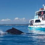 Hervey Bay: 3/4 Day Whale Watching Cruise with Lunch - The Value Proposition
