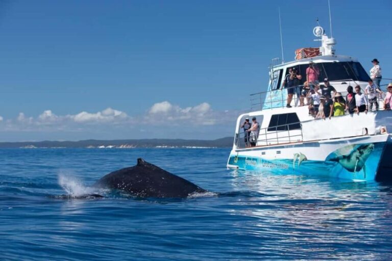 Hervey Bay: 3/4 Day Whale Watching Cruise with Lunch - The Value Proposition