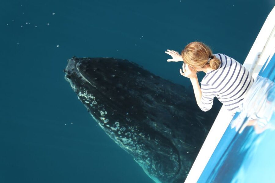 Hervey Bay 4-Hour Whale Watch Encounter - Price & Value