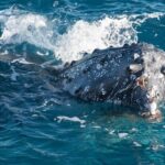 Hervey Bay: Best Value Half Day Whale Watching Cruise - Who Will Enjoy This Tour?