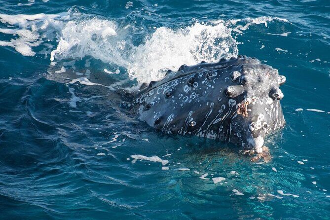 Hervey Bay: Best Value Half Day Whale Watching Cruise - Who Will Enjoy This Tour?
