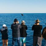 Hervey Bay: Exclusive Whale Watch Encounter - Pricing and Value