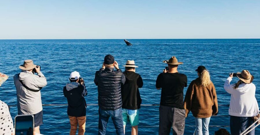 Hervey Bay: Exclusive Whale Watch Encounter - Pricing and Value