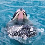 Hervey Bay: Half-Day Whale Watching Cruise - A Close Look at the Hervey Bay Whale Watching Experience