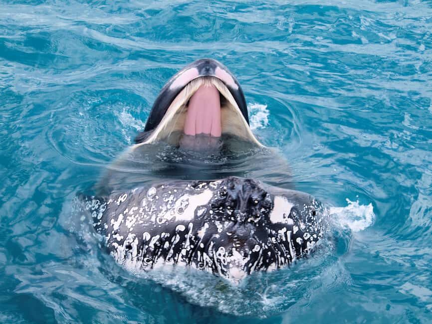 Hervey Bay: Half-Day Whale Watching Cruise - A Close Look at the Hervey Bay Whale Watching Experience