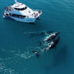 Hervey Bay: Half-Day Whale Watching Cruise with Meal - Who Will Love This Tour?