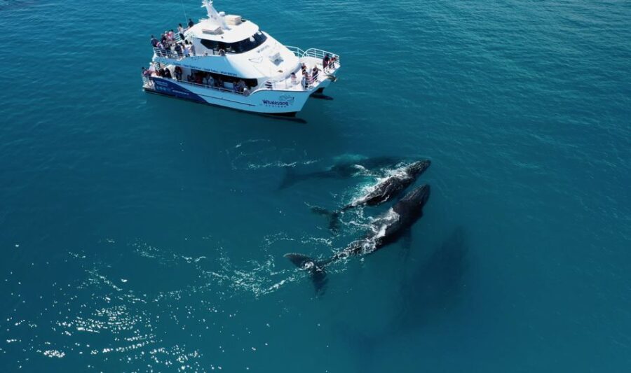 Hervey Bay: Half-Day Whale Watching Cruise with Meal - Who Will Love This Tour?