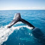 Hervey Bay Ultimate Whale Watching Cruise - Why This Tour Stands Out