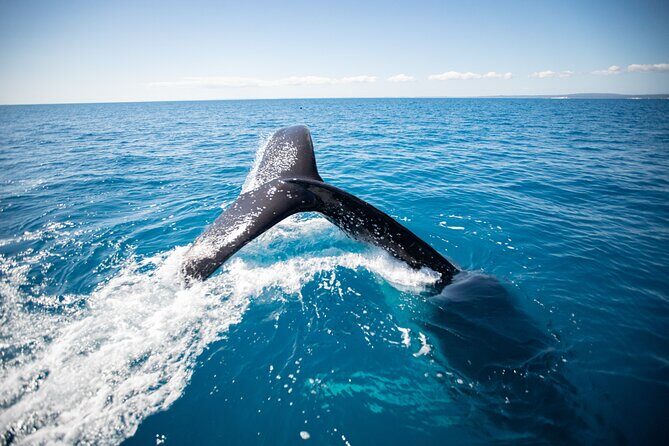 Hervey Bay Ultimate Whale Watching Cruise - Why This Tour Stands Out