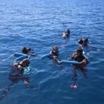 Hervey Bay Whale Swim and Watch - What to Expect on This Tour