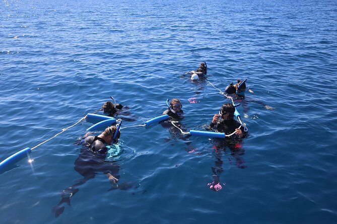 Hervey Bay Whale Swim and Watch - What to Expect on This Tour