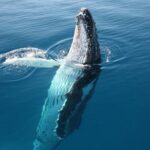 Hervey Bay Whale Watching Cruise - The Sum Up: Who Should Book This Tour?