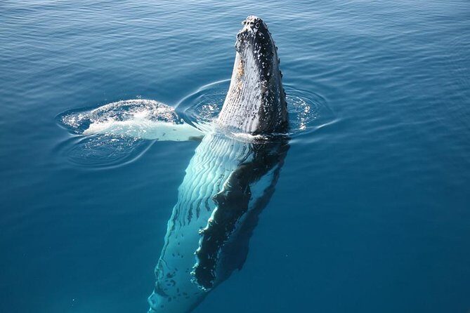 Hervey Bay Whale Watching Cruise - The Sum Up: Who Should Book This Tour?