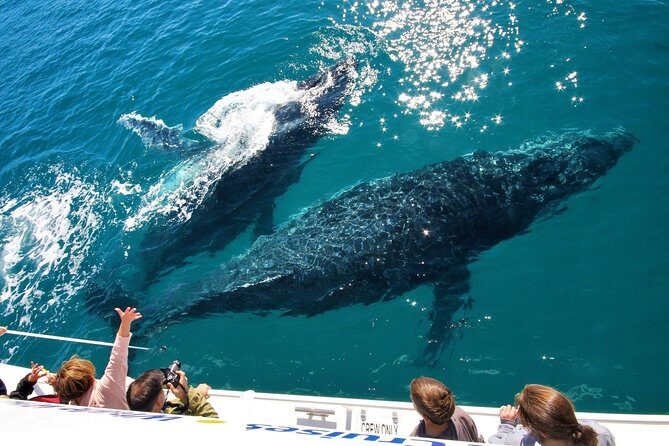 Hervey Bay Whale Watching Experience - FAQs