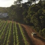 Hidden Gems: Full-Day Wine, Scones, Lunch and Local Produce Tour - The Full Experience Breakdown
