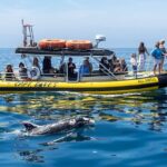 High Speed Zodiac Whale Watching Safari from Dana Point - The Authentic Value of This Zodiac Safari