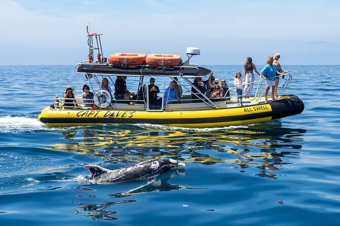 High Speed Zodiac Whale Watching Safari from Dana Point - The Authentic Value of This Zodiac Safari