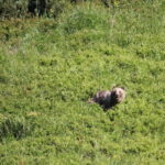 High Tatras: Bearwatching Hiking Tour in Slovakia - The Experience of a Lifetime: Authentic and Educational