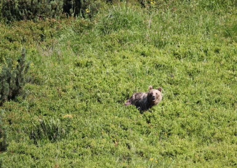 High Tatras: Bearwatching Hiking Tour in Slovakia - The Experience of a Lifetime: Authentic and Educational