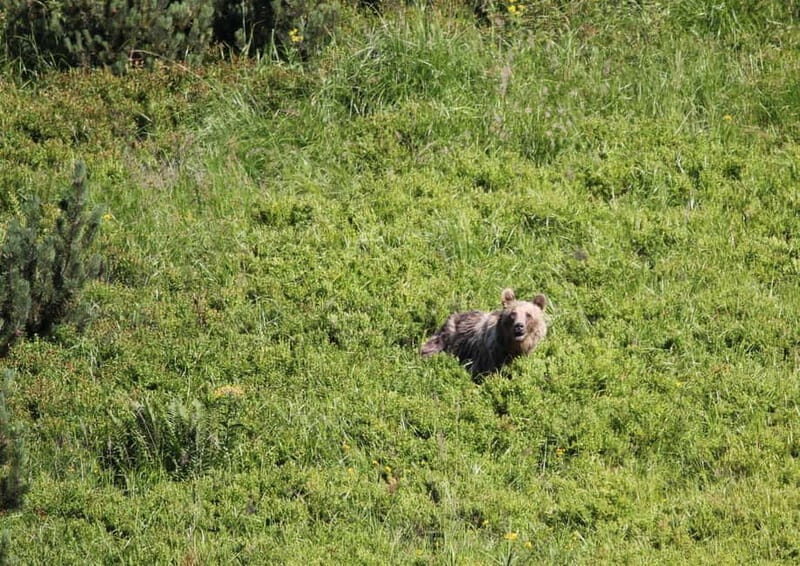 High Tatras: Bearwatching Hiking Tour in Slovakia - The Experience of a Lifetime: Authentic and Educational