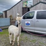 Highland Cows, Walk Alpacas & Scottish Wildlife Centre from Edin. - What’s Included and What to Consider