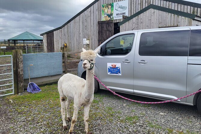 Highland Cows, Walk Alpacas & Scottish Wildlife Centre from Edin. - What’s Included and What to Consider