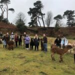 Highland Cows, Walk Alpacas & Visit a Scottish Wildlife Centre - What Makes This Tour Stand Out?