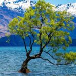 Highlights of Wanaka Scenic Shuttle Tour from Queenstown - Why This Tour Works for Travelers