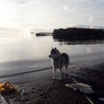 Hiking with Husky in Akureyri (private) - Exploring the Akureyri Husky Hike: An Authentic Icelandic Adventure