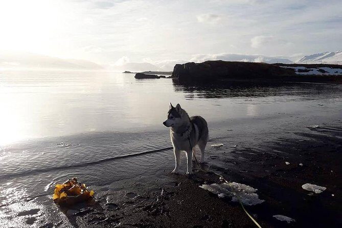 Hiking with Husky in Akureyri (private) - Exploring the Akureyri Husky Hike: An Authentic Icelandic Adventure
