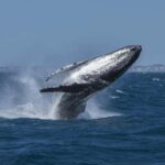 Hillarys Boat Harbour 2-Hour Whale Watching Cruise - 09:00am - Deep Dive into the Experience