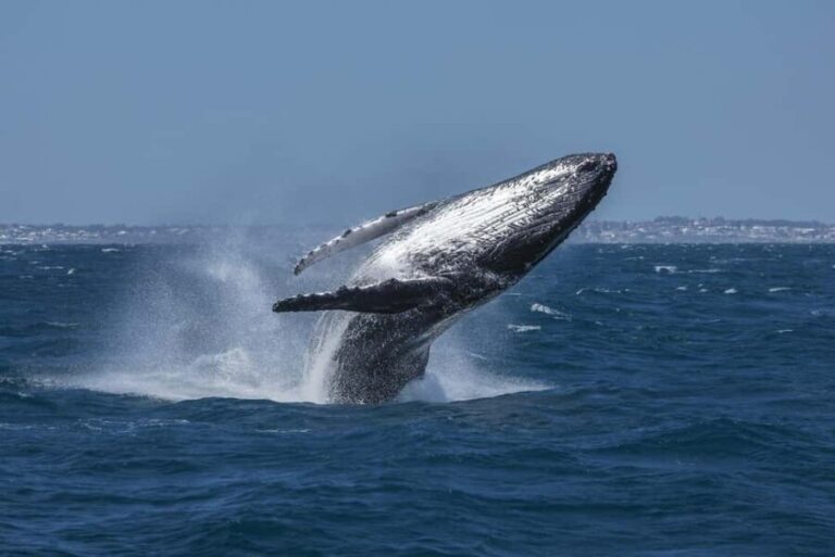Hillarys Boat Harbour 2-Hour Whale Watching Cruise - 09:00am - Deep Dive into the Experience