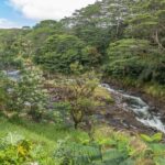 Hilo: Gardens, Waterfalls & Farmers Market Shore Excursion - In-Depth Review of the Hilo Garden, Waterfalls & Farmers Market Tour