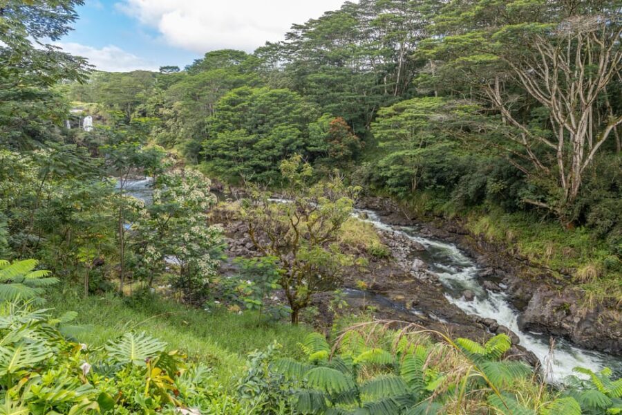 Hilo: Gardens, Waterfalls & Farmers Market Shore Excursion - In-Depth Review of the Hilo Garden, Waterfalls & Farmers Market Tour