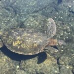 Hilo: Sea Turtle Lagoon and Black Sand Beach Snorkel - Detailed Itinerary Breakdown