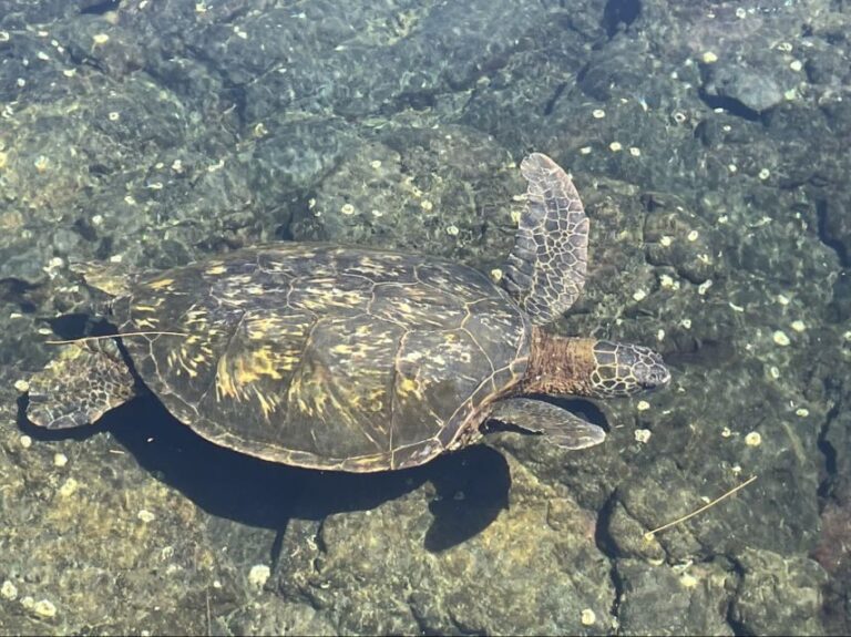 Hilo: Sea Turtle Lagoon and Black Sand Beach Snorkel - Detailed Itinerary Breakdown
