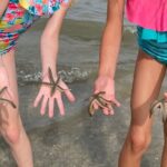 Hilton Head Dolphin Tour with Stop at Disappearing Island - An In-Depth Look at the Hilton Head Dolphin Tour