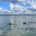 Hilton Head Island: 2-Hour Guided Creek Cat Tour - In-Depth Look at the Experience