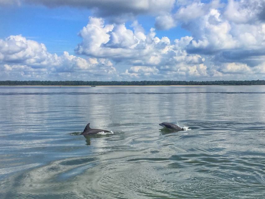 Hilton Head Island: 2-Hour Guided Creek Cat Tour - In-Depth Look at the Experience