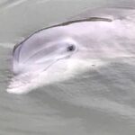 Hilton Head Island: 90-Minute Dolphin & Nature Tour - Authentic Testimonials: What Travelers Say