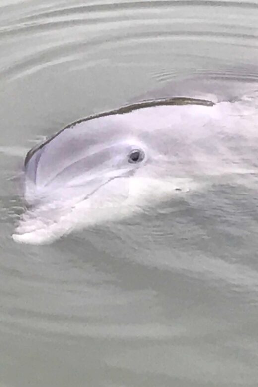 Hilton Head Island: 90-Minute Dolphin & Nature Tour - Authentic Testimonials: What Travelers Say