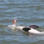 Hilton Head Island: Daytime Dolphin Watching Boat Tour - Practical details: what you need to know
