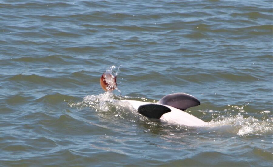 Hilton Head Island: Daytime Dolphin Watching Boat Tour - Practical details: what you need to know