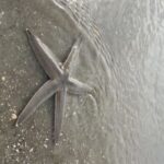 Hilton Head Island: Disappearing Island and Dolphin Tour - Authentic Traveler Insights