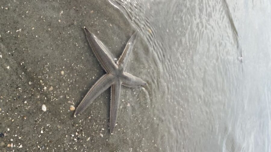 Hilton Head Island: Disappearing Island and Dolphin Tour - Authentic Traveler Insights