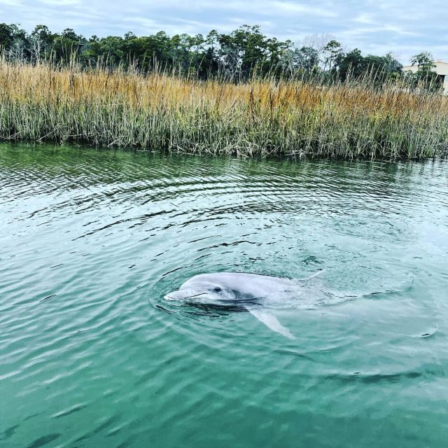 Hilton Head Island: Dolphin Cruise & Nature Tour - Who Will Love This Tour?