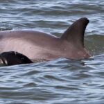 Hilton Head Island: Dolphin Watching Cruise with Donuts - Authentic Encounters and Real Reviews