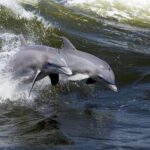 Hilton Head Island Dolphin Watching Nature Cruise - The Itinerary: What to Expect on Your 90-Minute Voyage