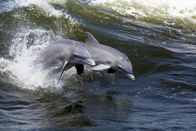 Hilton Head Island Dolphin Watching Nature Cruise - The Itinerary: What to Expect on Your 90-Minute Voyage